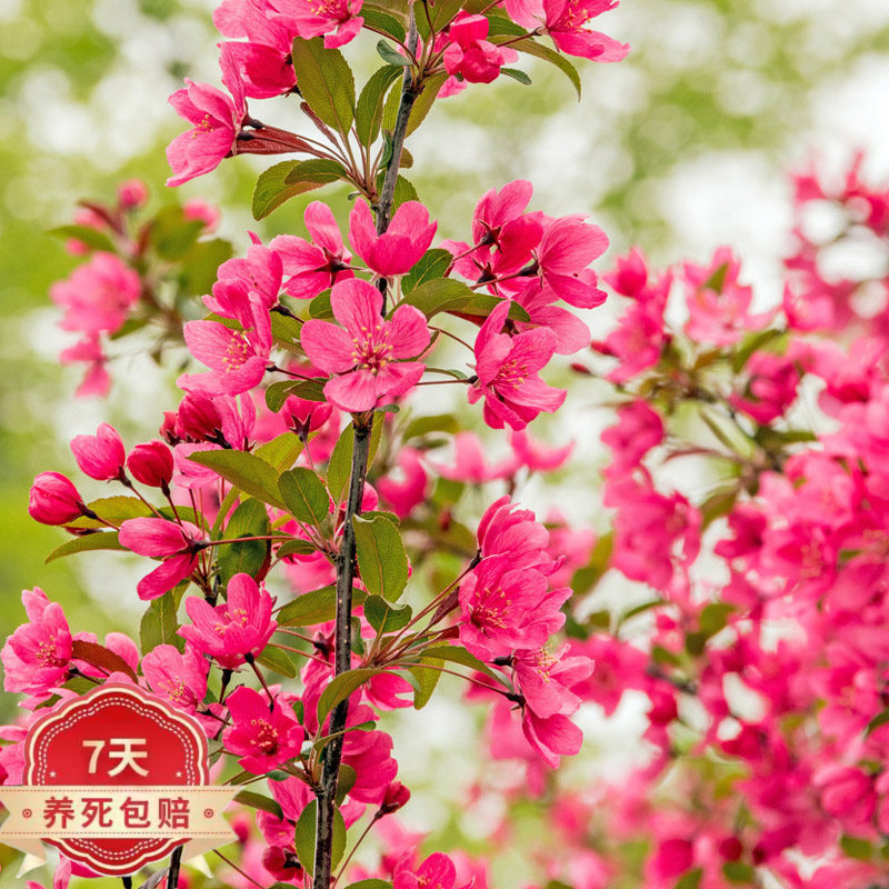 购优汇庭院地栽大型高杆树苗西府海棠垂丝海棠花植物花北美海棠z1