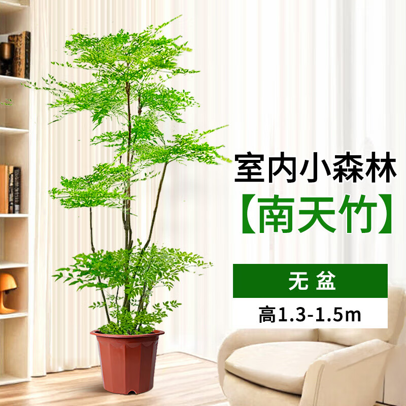 真树盆栽客厅大型绿植造型老桩办公室内好养观叶植物 【客厅】精选多头南天竹1.3-1.5米【无盆】