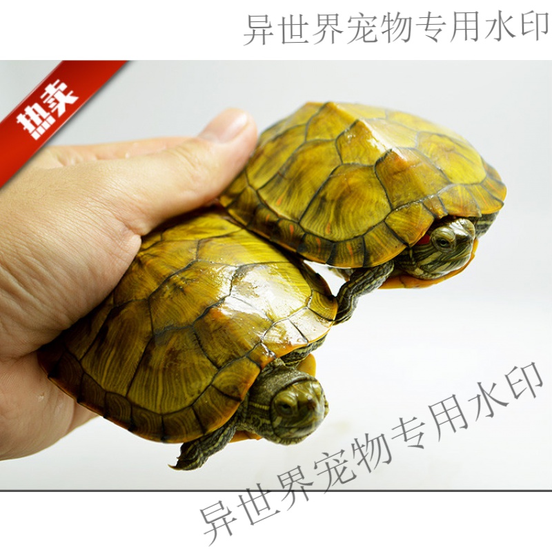 祁语巴西小乌龟大小活体活物红耳龟水龟观赏乌龟好养活情侣宠物龟 8-9