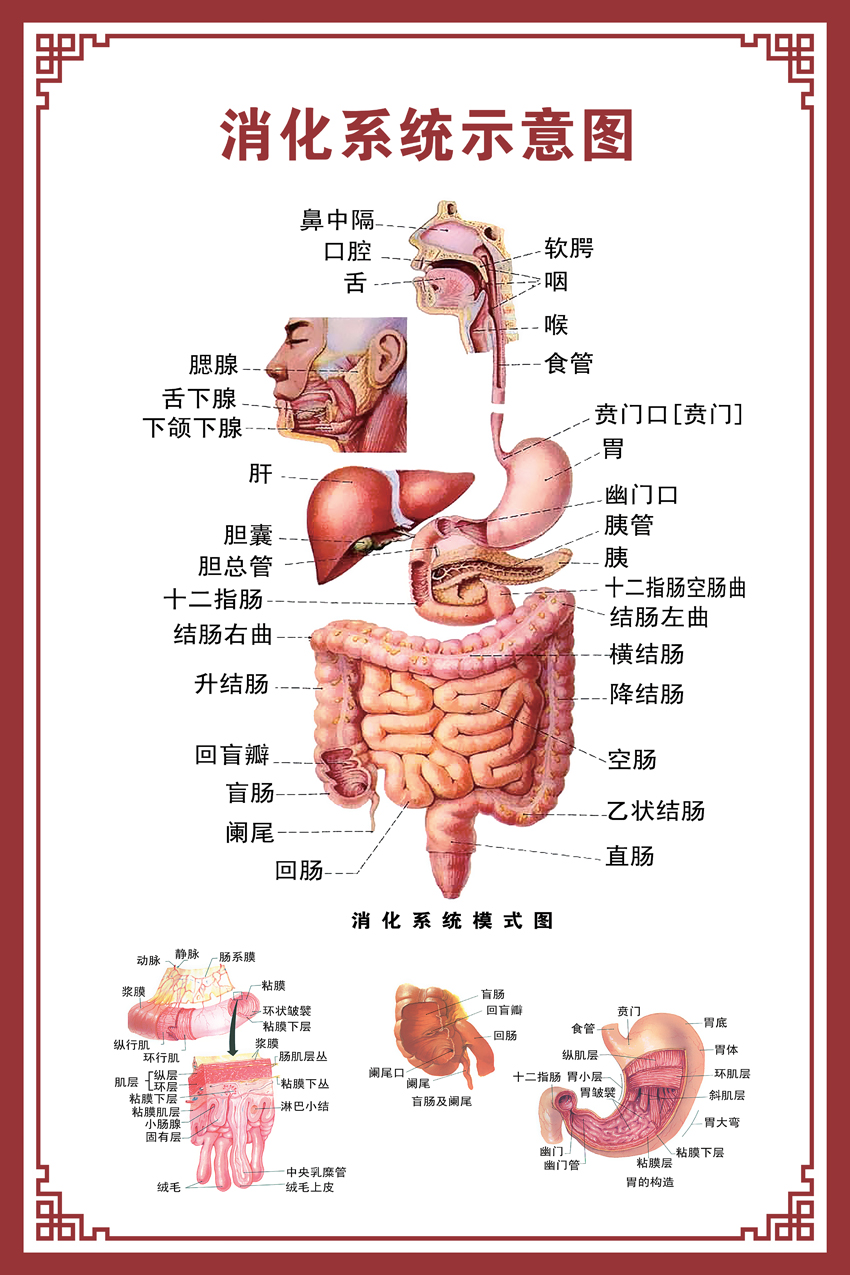 人体内脏解剖系统示意图医学骨骼肌肉器官血管血液结构图医院海报