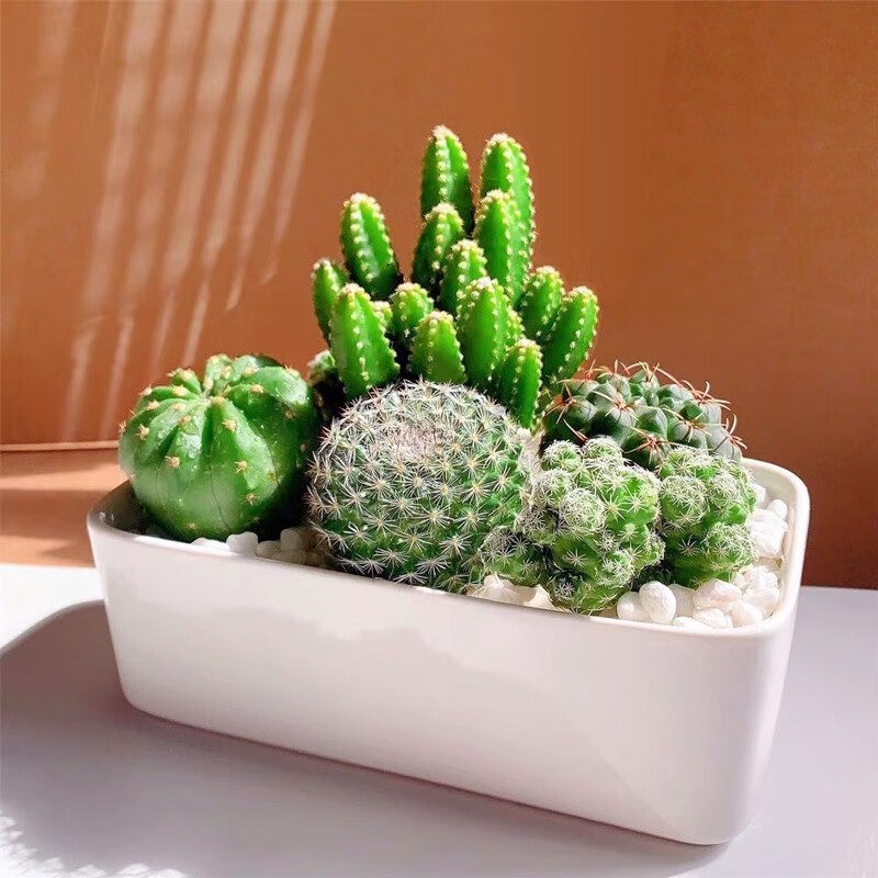 萌卉植仙人掌多肉植物带盆组合仙人球盆栽办公室阳台绿植室内桌面花卉