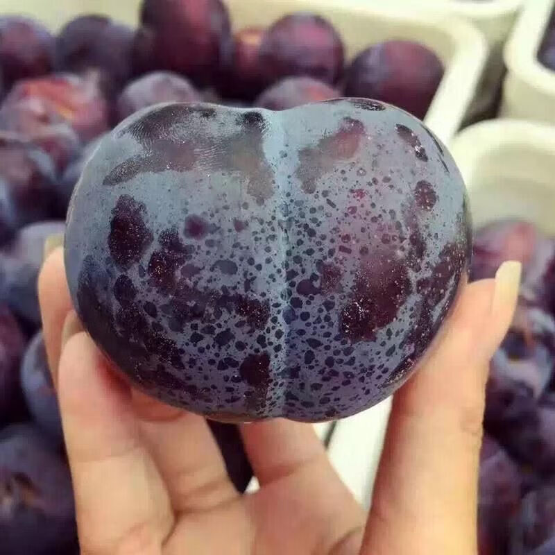 现货新鲜黑布林李子新鲜现货恐龙蛋水果水果批发直发 3斤大果装