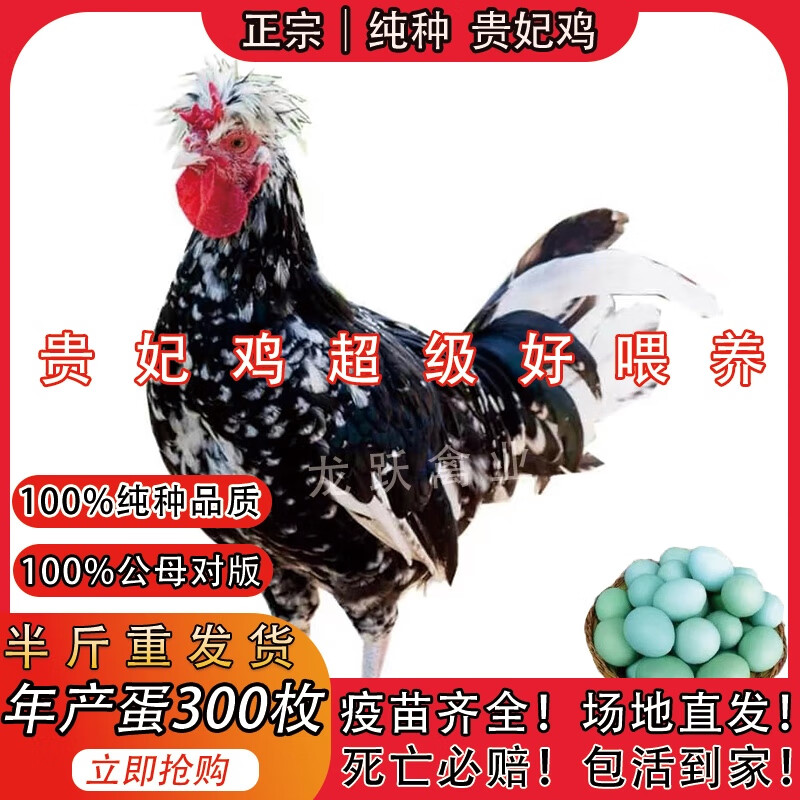 一斤贵妃鸡6只【公母下单备注】