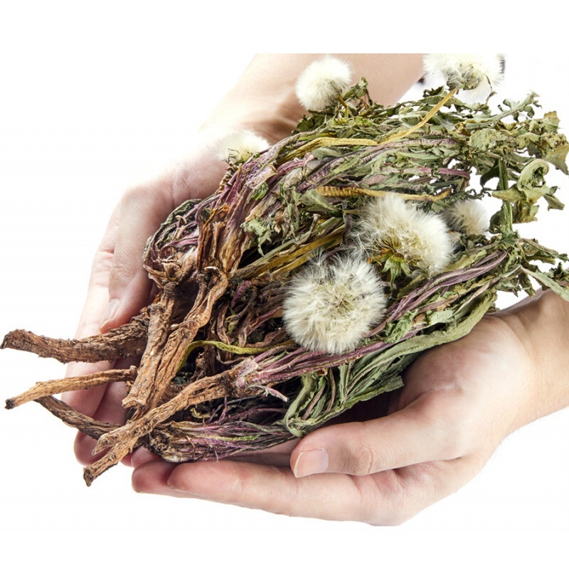 虎钢馋蒲公英蒲公英茶特级新鲜浦公英根女性