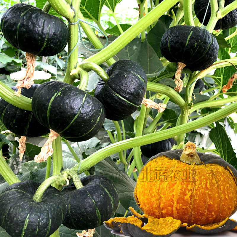 日本进口板栗味香甜春秋四季蔬菜小南瓜种籽子 贝贝南瓜6粒种子简装