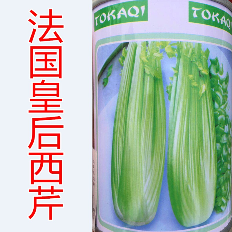 芹菜种子 法国进口皇后西芹种籽 蔬菜籽四季高产 抗病 口感好 法国