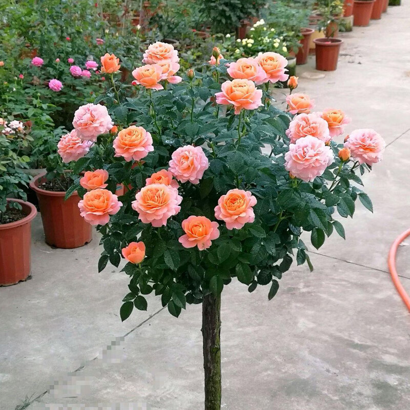 果汁阳台棒棒糖树状月季花苗特大花玫瑰四季开阳台庭院浓香绿植物
