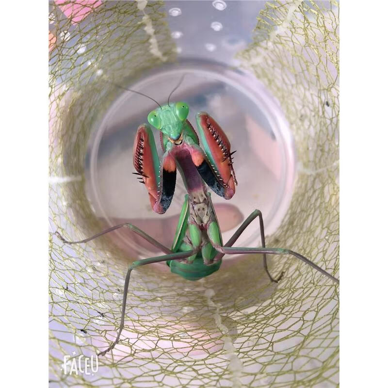 包邮澳宽大刀螳螂活体宠物昆虫绿特色爬宠/鸣虫