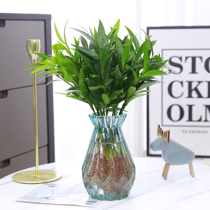 竹柏水培新宠水养植物室内客厅卧室桌面绿植盆栽花卉四季常青好养