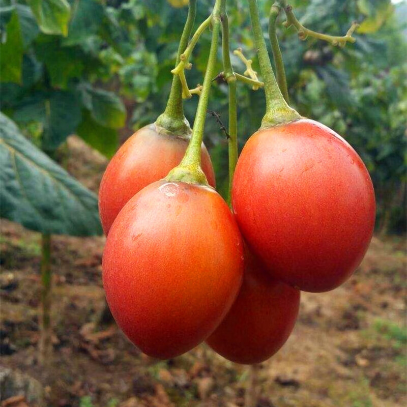 0月销3件教蔬鲜生【顺丰快递】云南树番茄新鲜大树蕃茄特产洋蕃茄鸡蛋