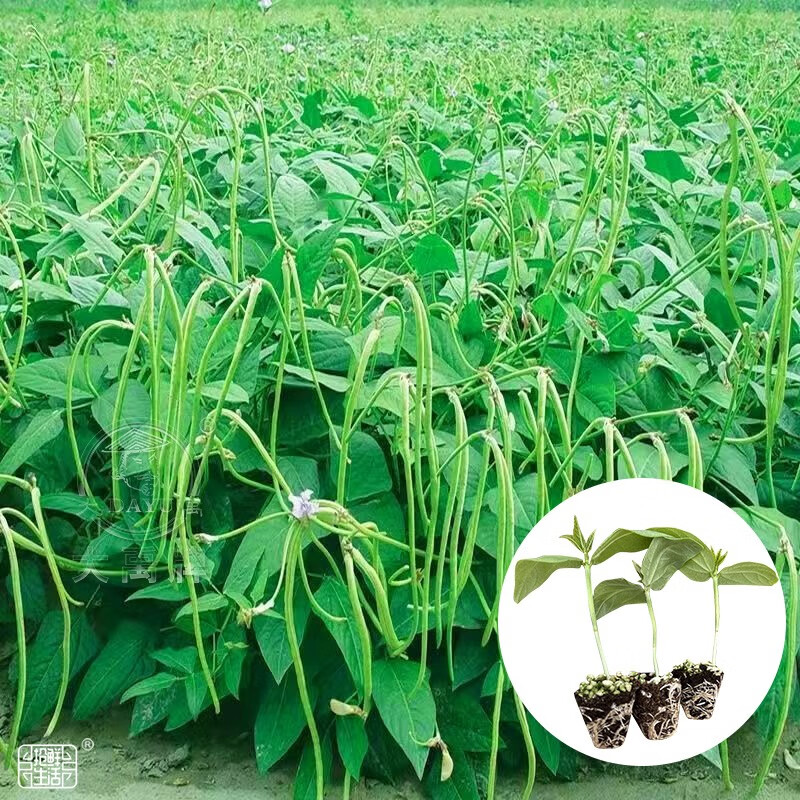 大禹摘不败芸豆种子苗白不老豆角四季豆春季东北无筋豆蔬菜籽压塌架