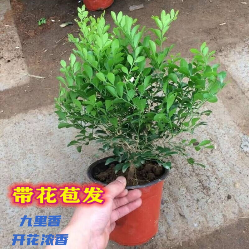 萌妹九里香盆栽花卉植物盆景室内绿植驱蚊四季青七里香带花苞浓香 掌柜5年苗(带花苞发) 不含盆