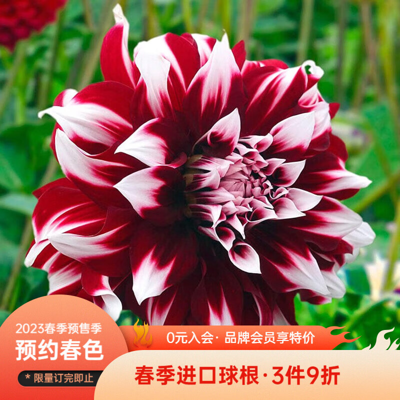 查种球价格走势App|种球价格走势图