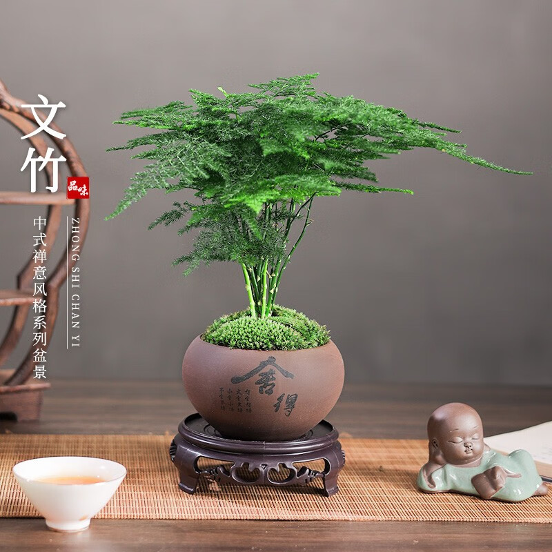 开时果 文竹盆栽桌面摆件盆景 办公室内植物竹子水培客厅小绿植盆景 文竹（舍得紫砂盆+苔藓+底座）怎么样,好用不?