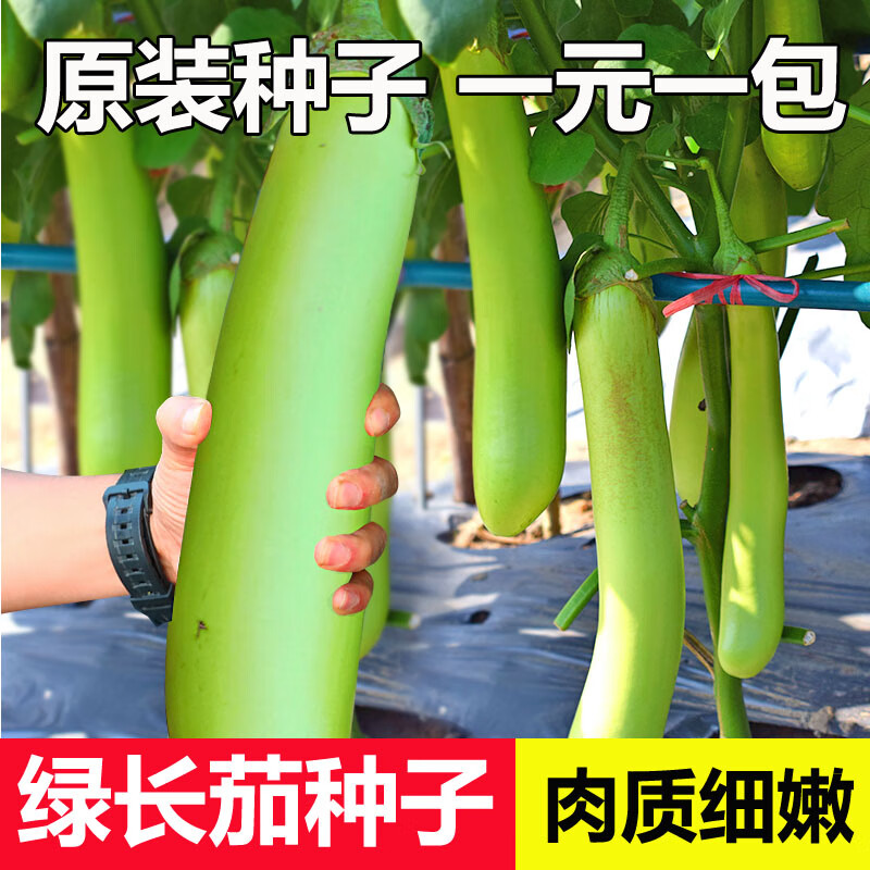 舞姿绿色长茄子种子青皮茄子种孑高产农家庭院春季播蔬菜种籽阳台种菜