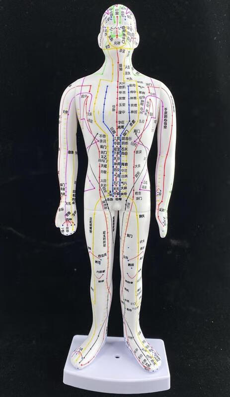 经络人体模型人体针灸穴位经络模型人穴位图全身穴位人形针灸穴位