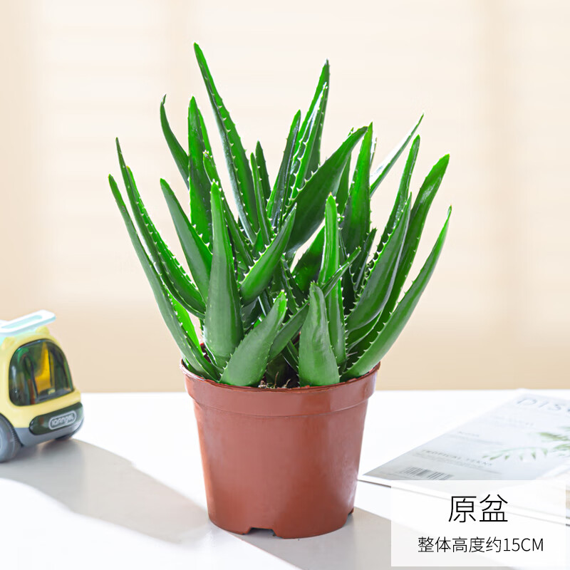 珍珠芦荟 原盆 肥料 带盆栽好
