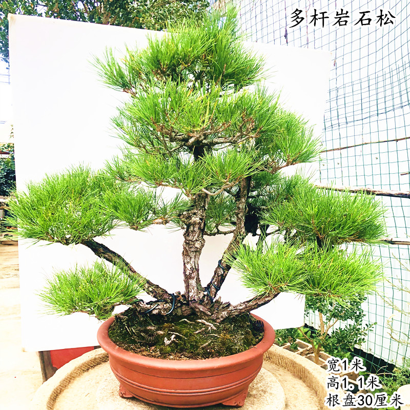 黑松盆景树桩植物花卉盆栽四季常青南北适宜耐寒耐旱庭院阳台 青色 带