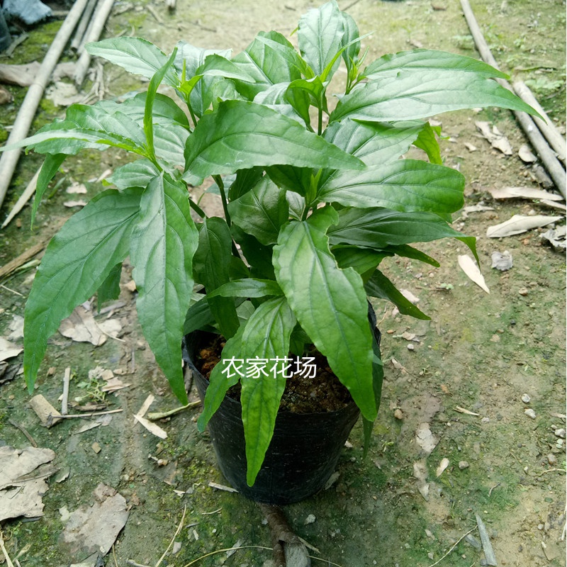 忧遁草盆栽 鳄嘴花 黎王草优盾草苗.叶子庭院 阳台 植物.