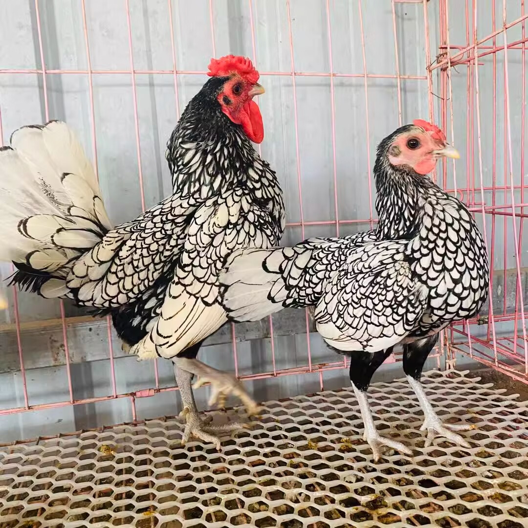 波兰鸡活苗黑白花波兰鸡种蛋种鸡观赏鸡宠物鸡包活 黑白花脱温苗一对
