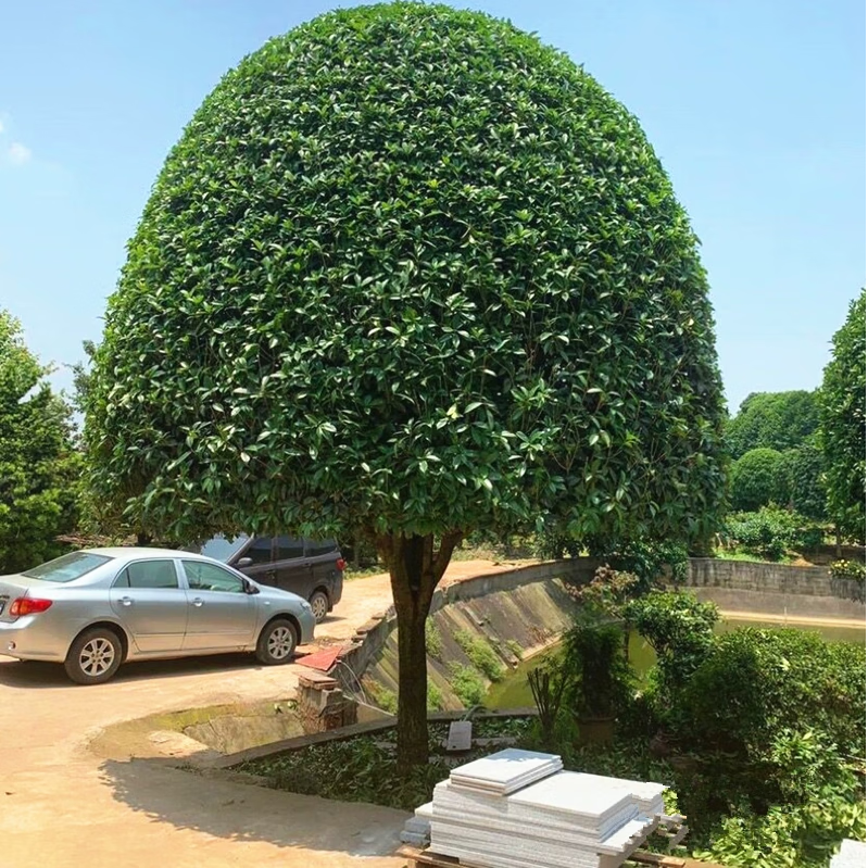 ŷ��������������ͥԺԭ�����Թ�������¹����ļ��𵤹����� �ļ���ԭ���� 4���ִ֡�1.5-1.8�����Ҹߡ�