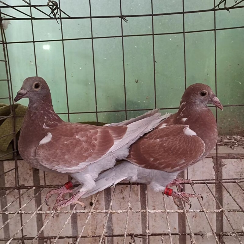 鸽子活一对信鸽幼鸽种鸽血统鸽远程鸽系李鸟白信鸽青年幼鸽配好对 红