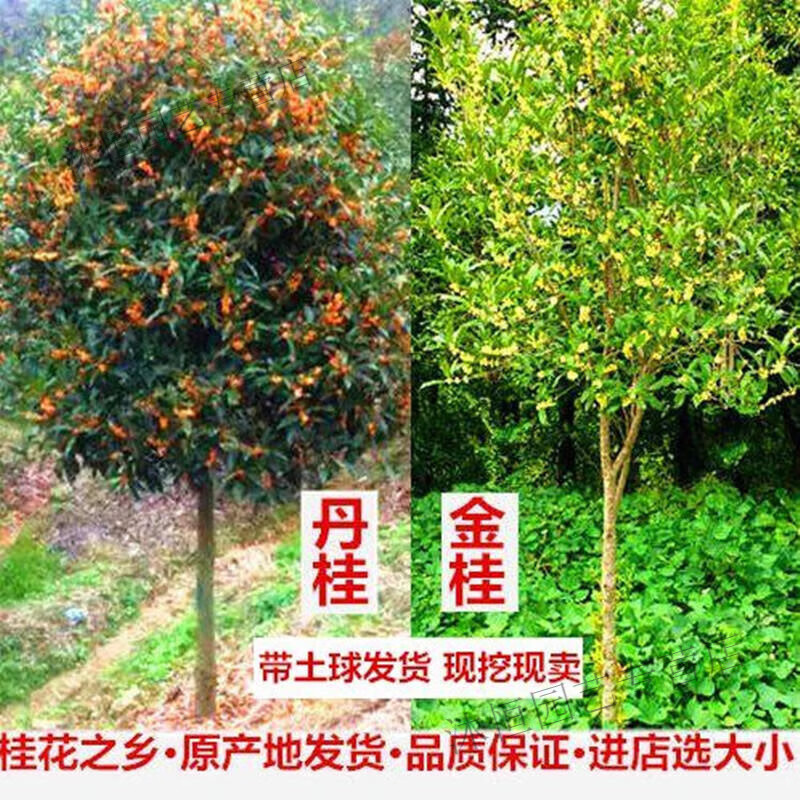 绿植花卉桂花树苗大树庭院盆栽八月桂金桂丹桂红桂花四季桂1-15公分
