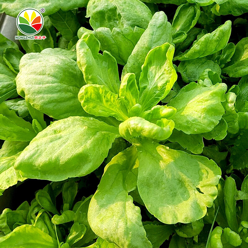 农之子(nongzhizi)茼蒿菜种子蔬菜籽种筒篙秋季 大叶茼蒿种子 30g