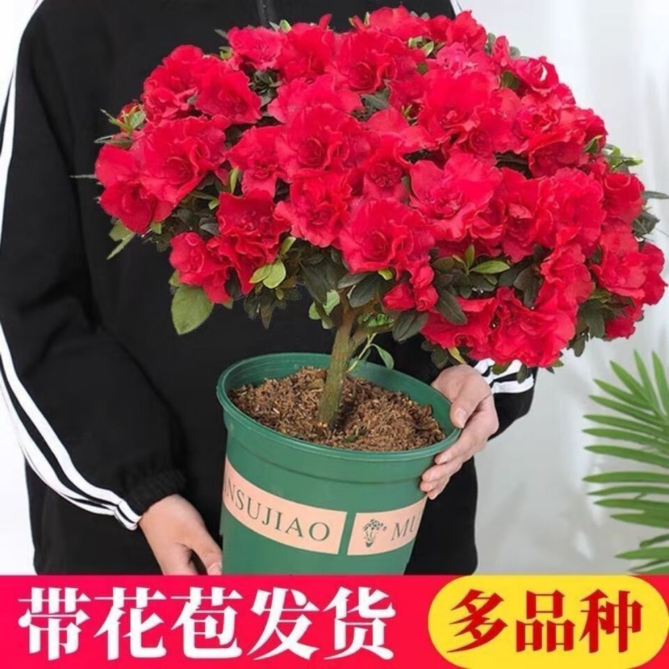 四季开花 西洋杜鹃花苗盆栽室内庭院植物紫杜娟花树映山红带花苞 红杜鹃四5年苗(带花苞) 不带盆 京东折扣/优惠券