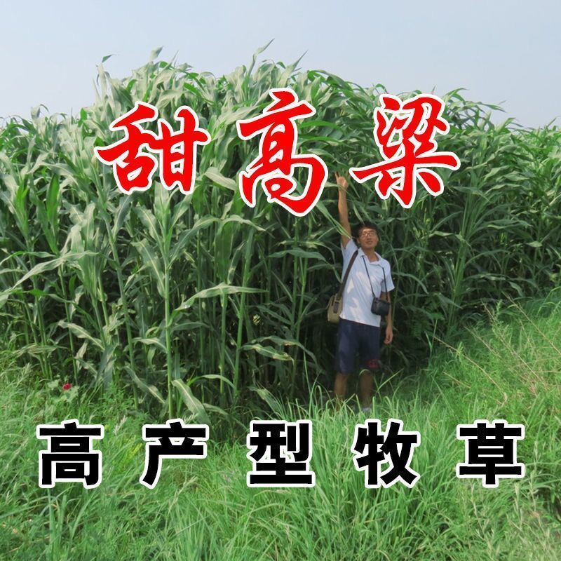 甜高梁種子飼用甜高粱牧草種子畜牧養(yǎng)殖四季再生甜高粱桿種籽 高產(chǎn)甜高粱 半斤裝