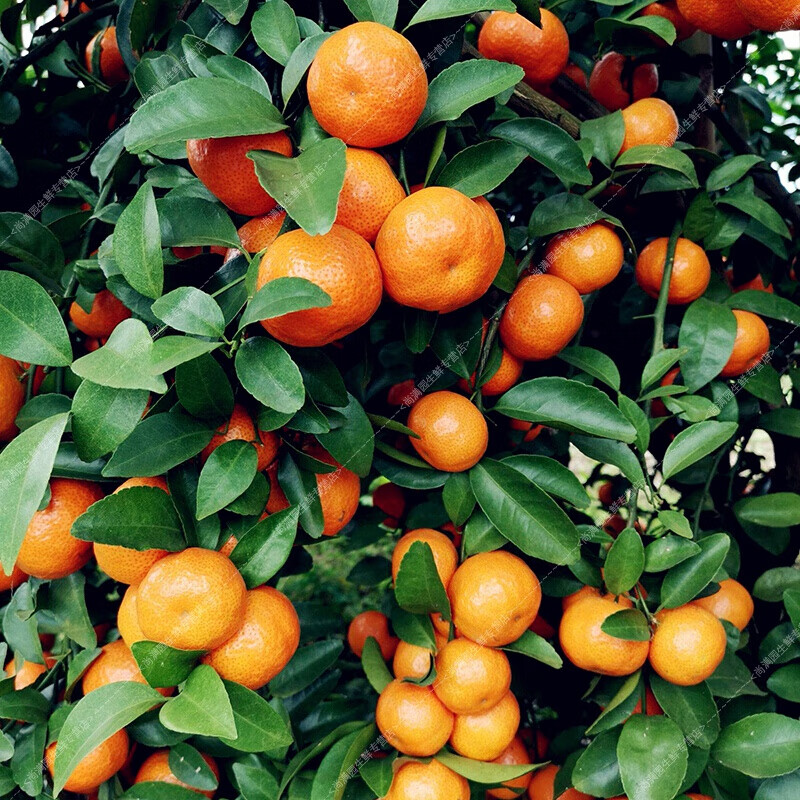 伯贤广东四会沙糖桔应季新鲜水果小砂糖橘子10斤大果薄皮现摘 9斤