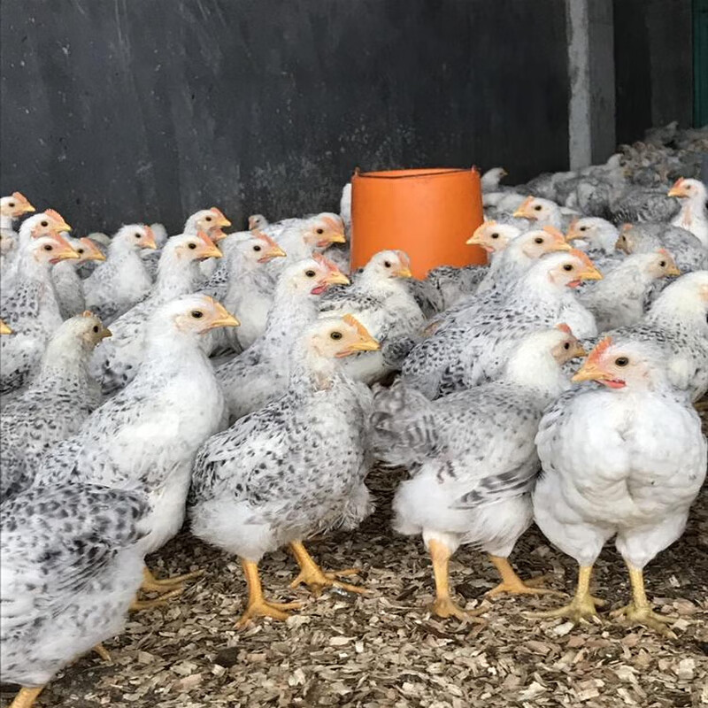 汶上白芦花鸡活苗脱温稻花鸡半大散养彩凤鸡苗鹊山鸡幼崽小鸡活苗