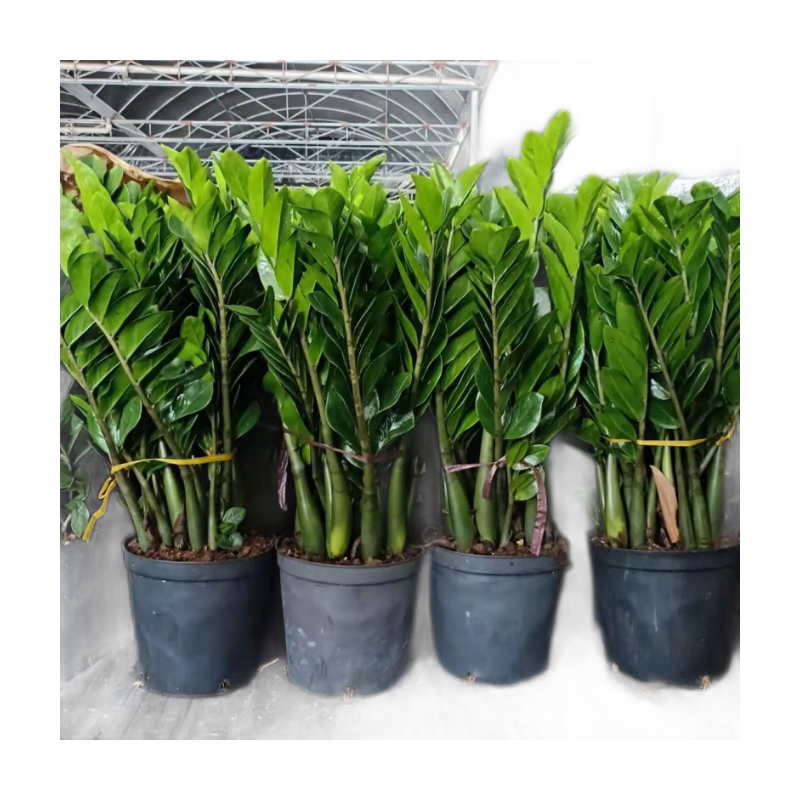 金錢樹盆栽盆室內(nèi)綠植物客廳辦公室桌面常青圓葉苗發(fā)財葉花卉盆景 60-70厘米  8-10苗 大盆 高規(guī)格金錢樹原盆
