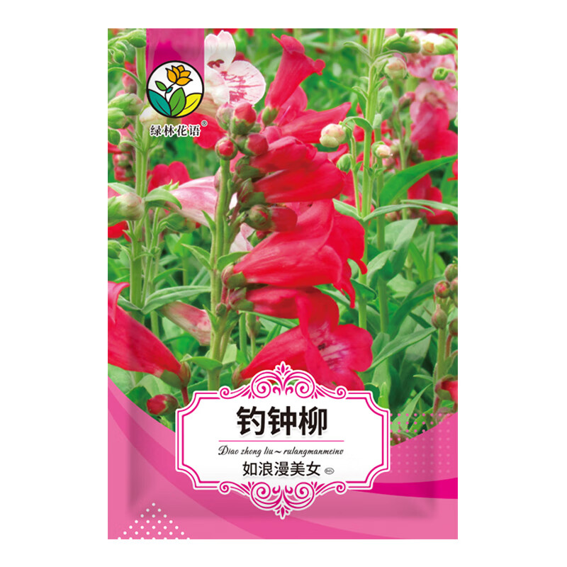 绿林花语钓钟柳种子多年生四季种盆栽阳台庭院园林绿化象牙红吊钟柳