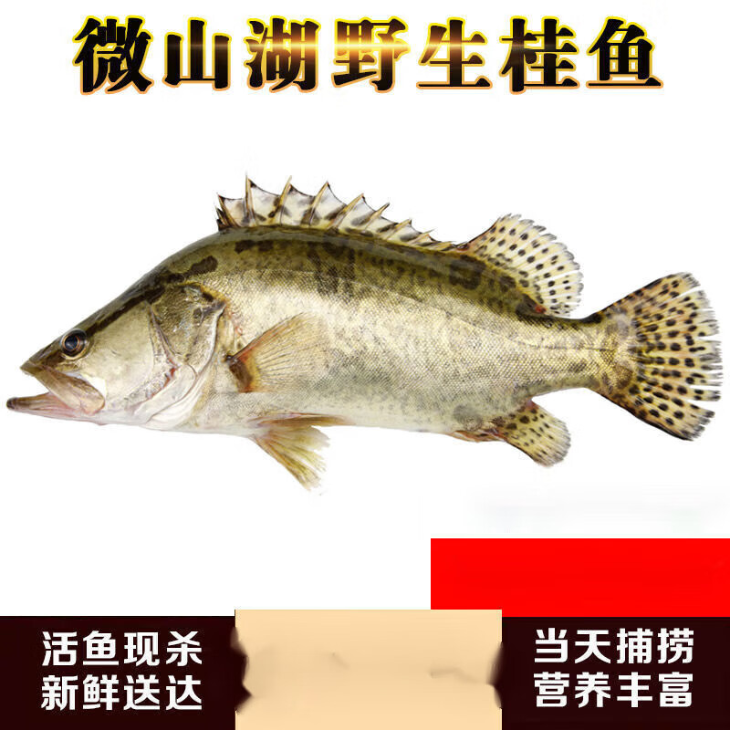 安峰山正宗微山湖纯野桂鱼 活鱼现杀纯野桂花鱼新鲜鳜鱼鲜活现 【活鱼