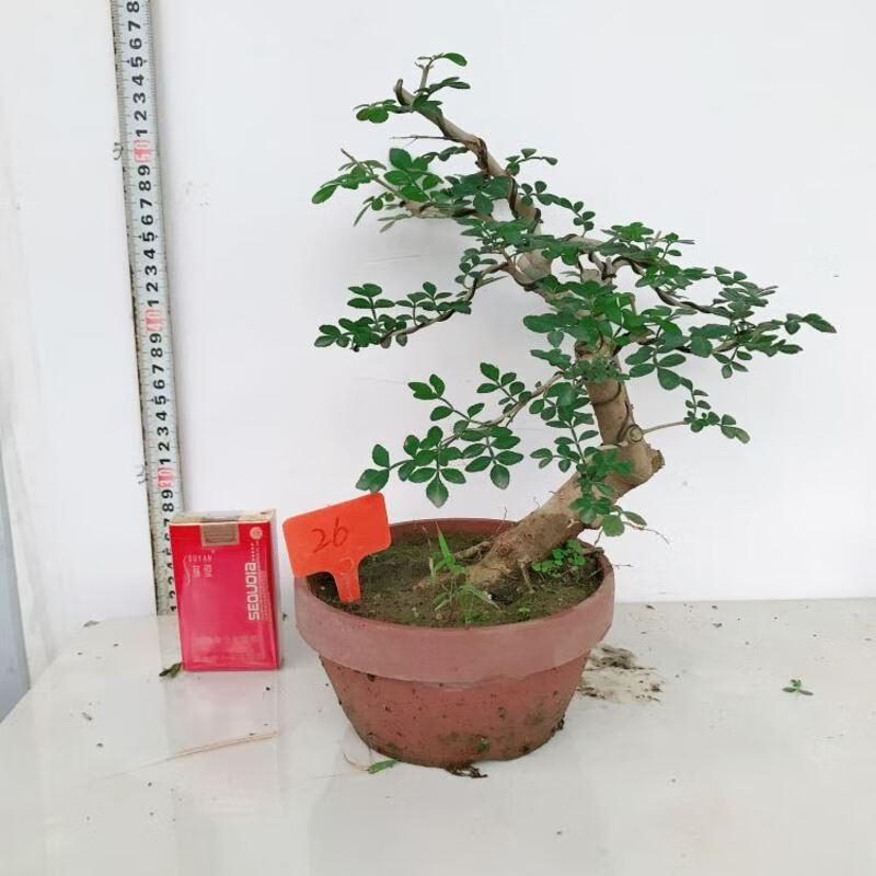对节白蜡盆景 微型盆景对节白腊 对节白蜡老桩盆栽 桌面绿植实物 桔