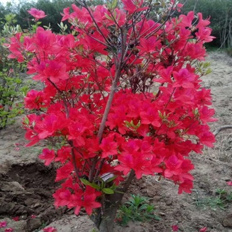 盆景庭院花园别墅盆栽地栽大型原生杜鹃映山红地景绿化树苗当年开花