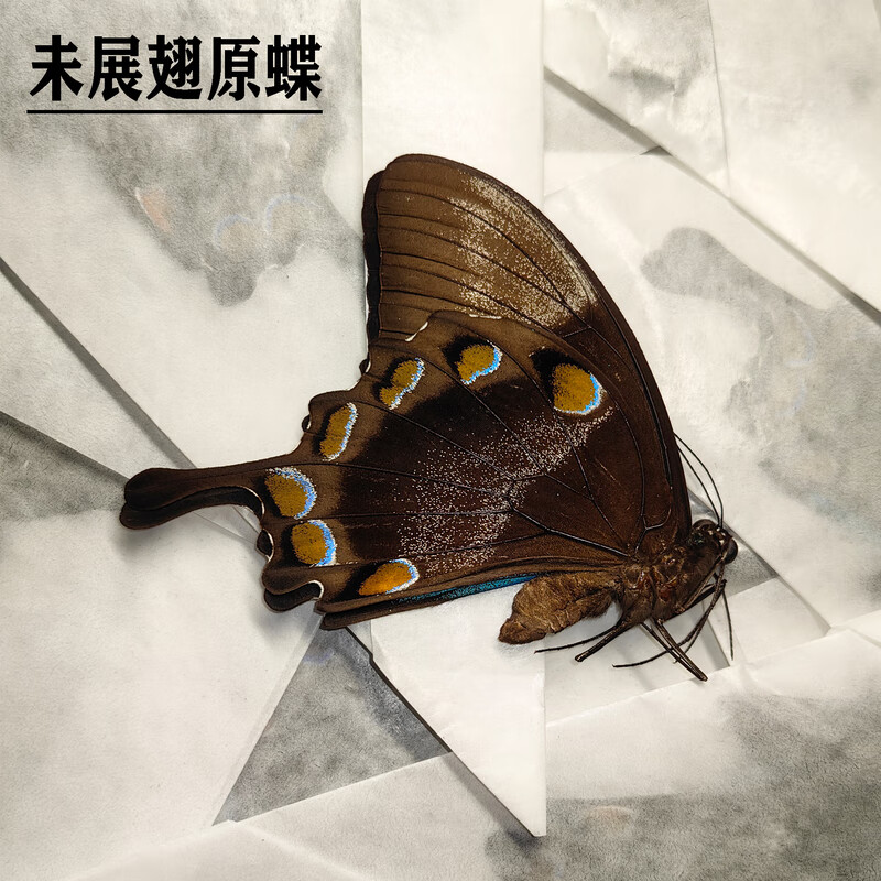 天堂凤蝶澳大利亚 蝴蝶标本摆件 天然真昆虫展翅儿童科 未展翅天堂