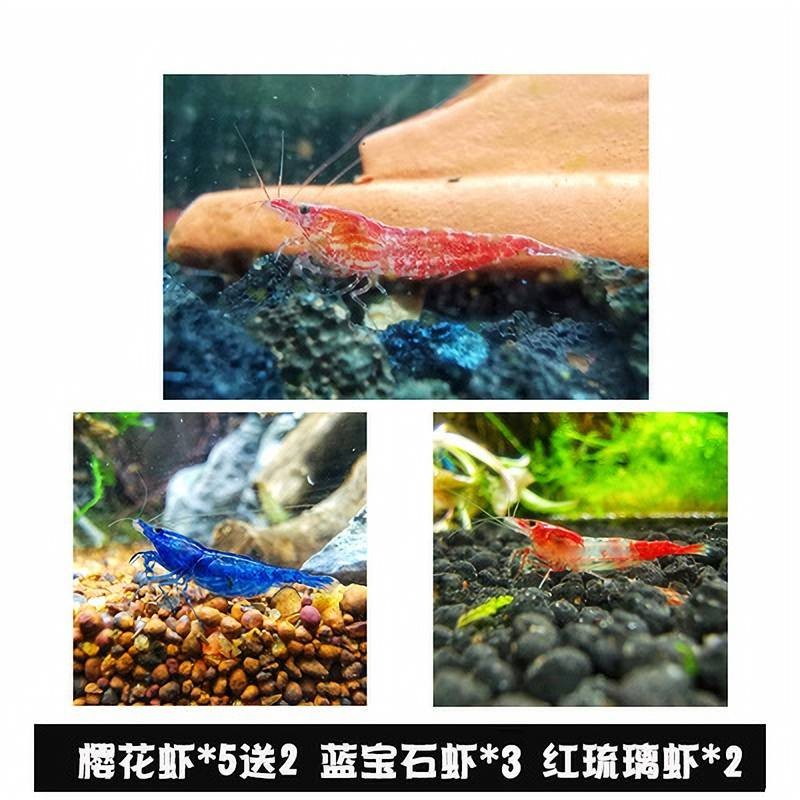 哪里可以看到京东水族活体商品的历史价格|水族活体价格走势