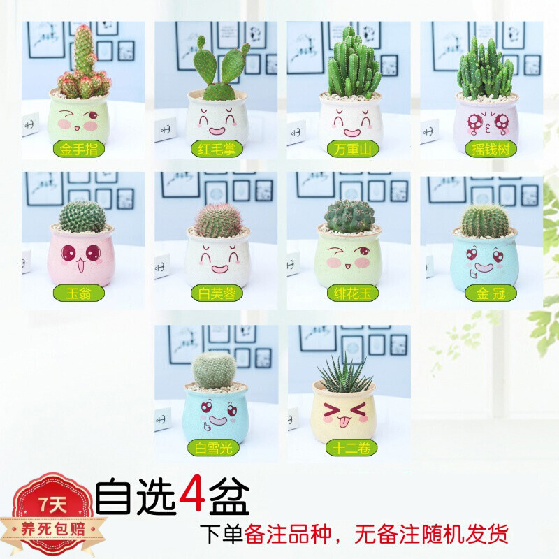 查询绿植盆栽历史价格的软件|绿植盆栽价格走势图