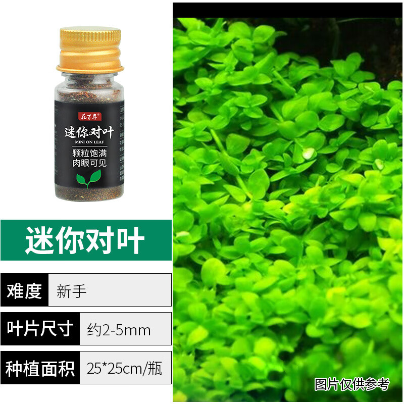 宣歌水草种子鱼缸造景植物种籽绿植前景水草坪迷你对叶大队叶牛毛 2瓶