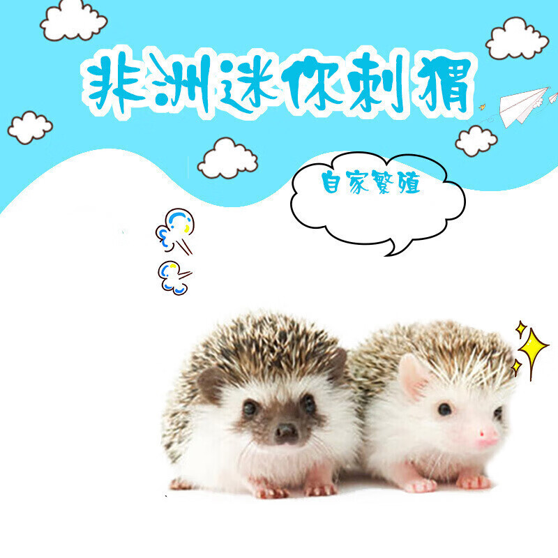 非洲迷你刺猬活物自家繁殖纯种无虫打过疫苗种活体幼崽 杏色公(35-40