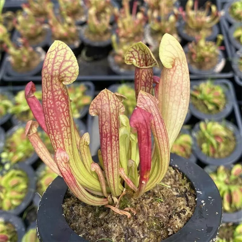 植物食人花食虫扑蝇草捕虫草花卉 红铠甲瓶子草约10厘米带吸水盆 带