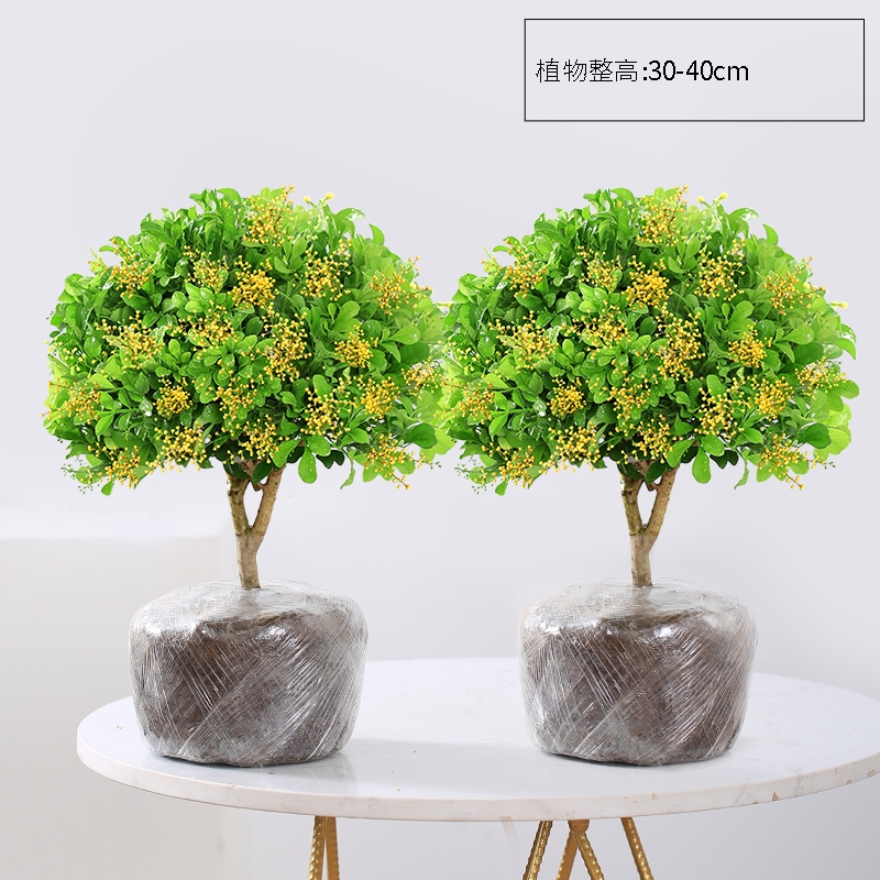 京东花卉价格走势图哪里看|花卉价格比较