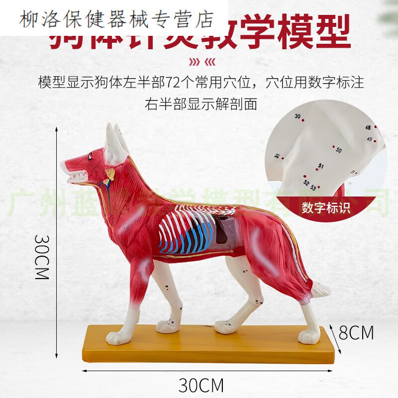 狗体针灸 狗体解剖模型 动物解剖穴位模型 宠物狗犬 兽医教学模型 狗