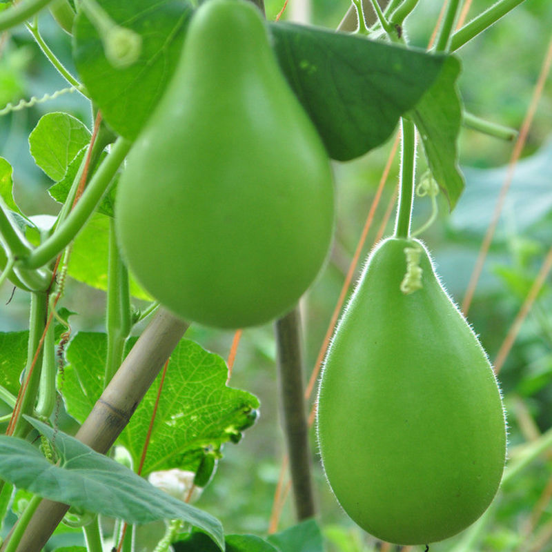 圆葫芦瓜瓠子瓠瓜新鲜蒲瓜菜葫芦现摘福建新鲜类蔬菜批发 菜葫芦4-5斤