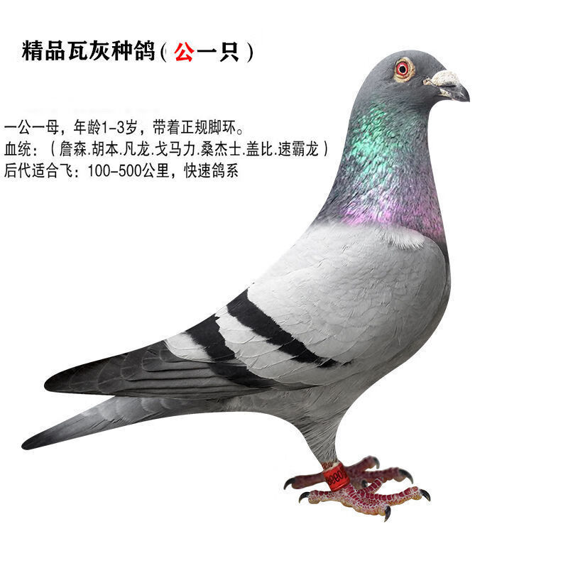 信鸽赛鸽成绩鸽血统鸽公棚鸽种鸽青年鸽子幼鸽一对 胡本公(种鸽一只)