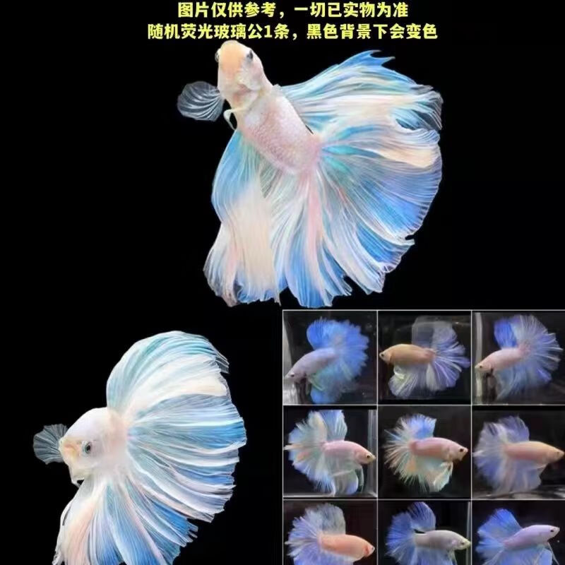 赛级泰国斗鱼好养耐活超大婚纱尾纯白半月公观赏鱼热带鱼桌面宠物
