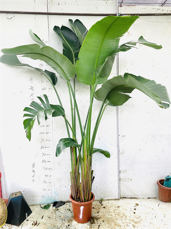 天堂鸟一物一拍北欧客室内大小绿植盆栽观叶鹤望兰净化空气除甲醛 乳