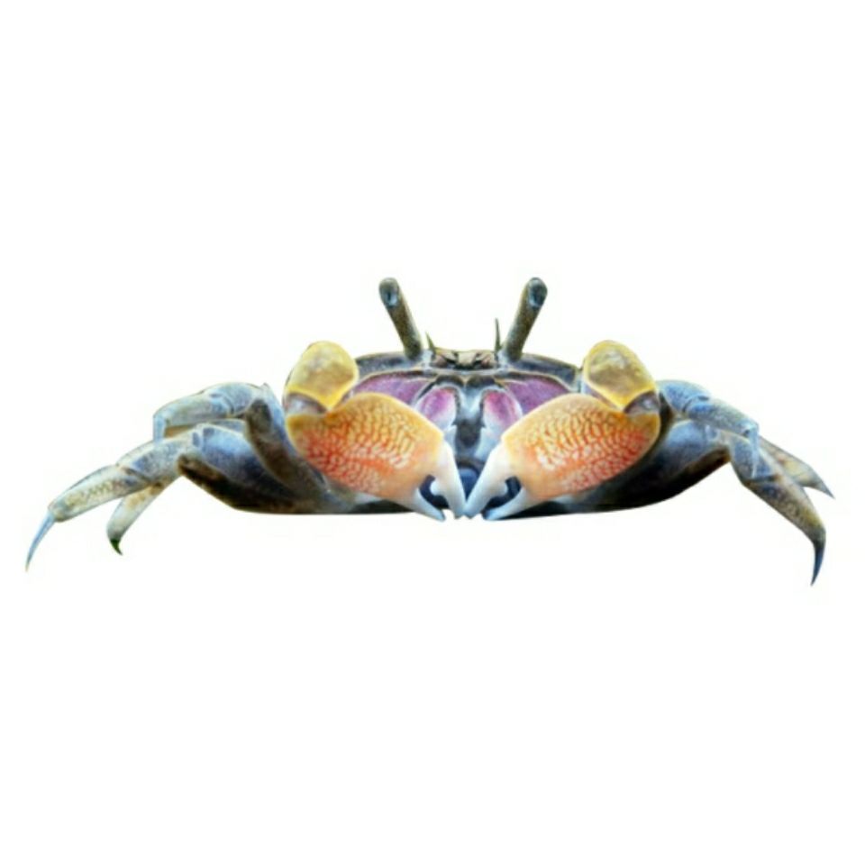 辣椒蟹活体深水观赏蟹可鱼虾混养宠物小蟹除藻清洁淡水蟹爬宠活物 蟹
